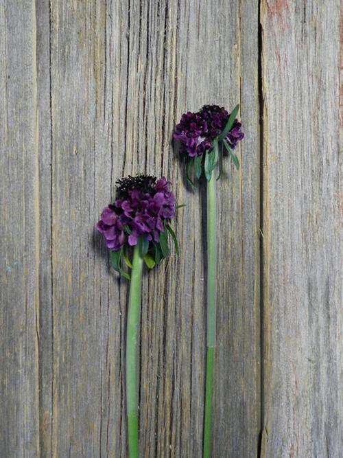 SCOOP RED VELVET BURGUNDY SCABIOSA